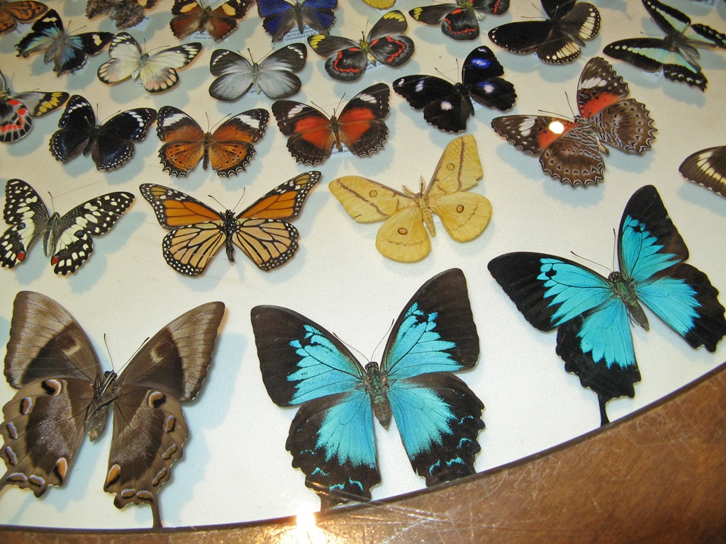 Butterfly Display